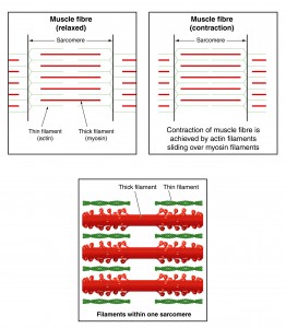 The Sliding Filament Theory