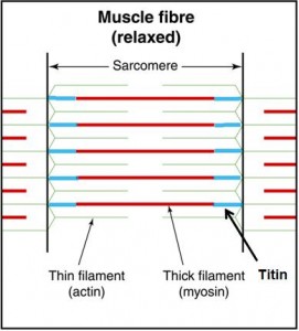 The Three Filament Model 