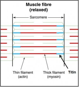 The Three Filament Model 