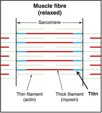 How Muscles (Actually) Work