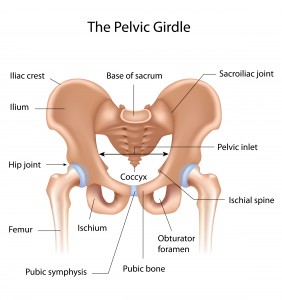 Anatomy of the Hip Joint