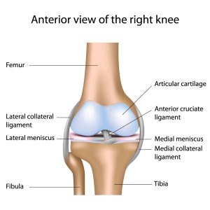 Bicondylar knee joint