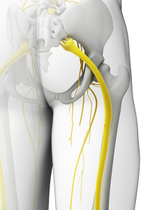 Sciatic nerve