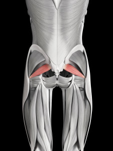 Piriformis muscle