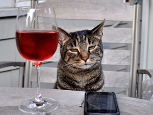 the-world_s-top-10-best-images-of-cats-drinking-wine-6