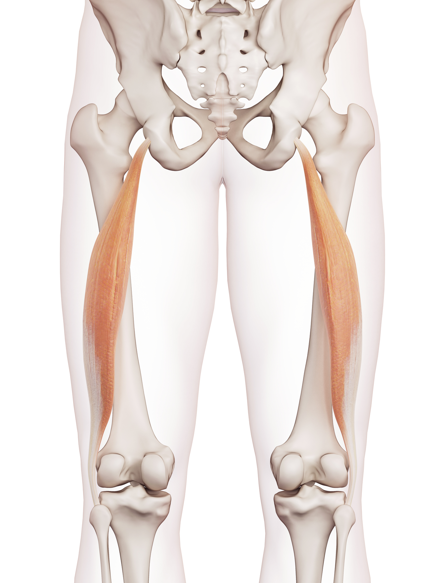 Biceps Femoris