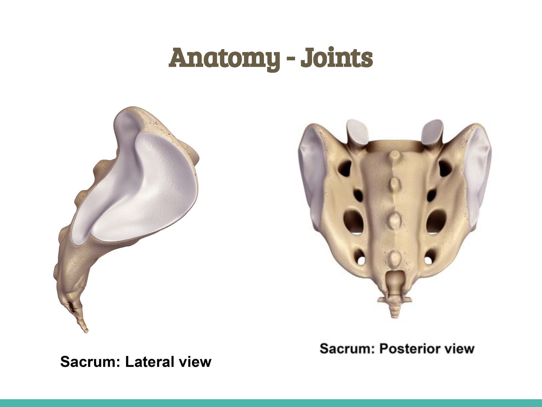 Lateral and posterior view of the SIJ