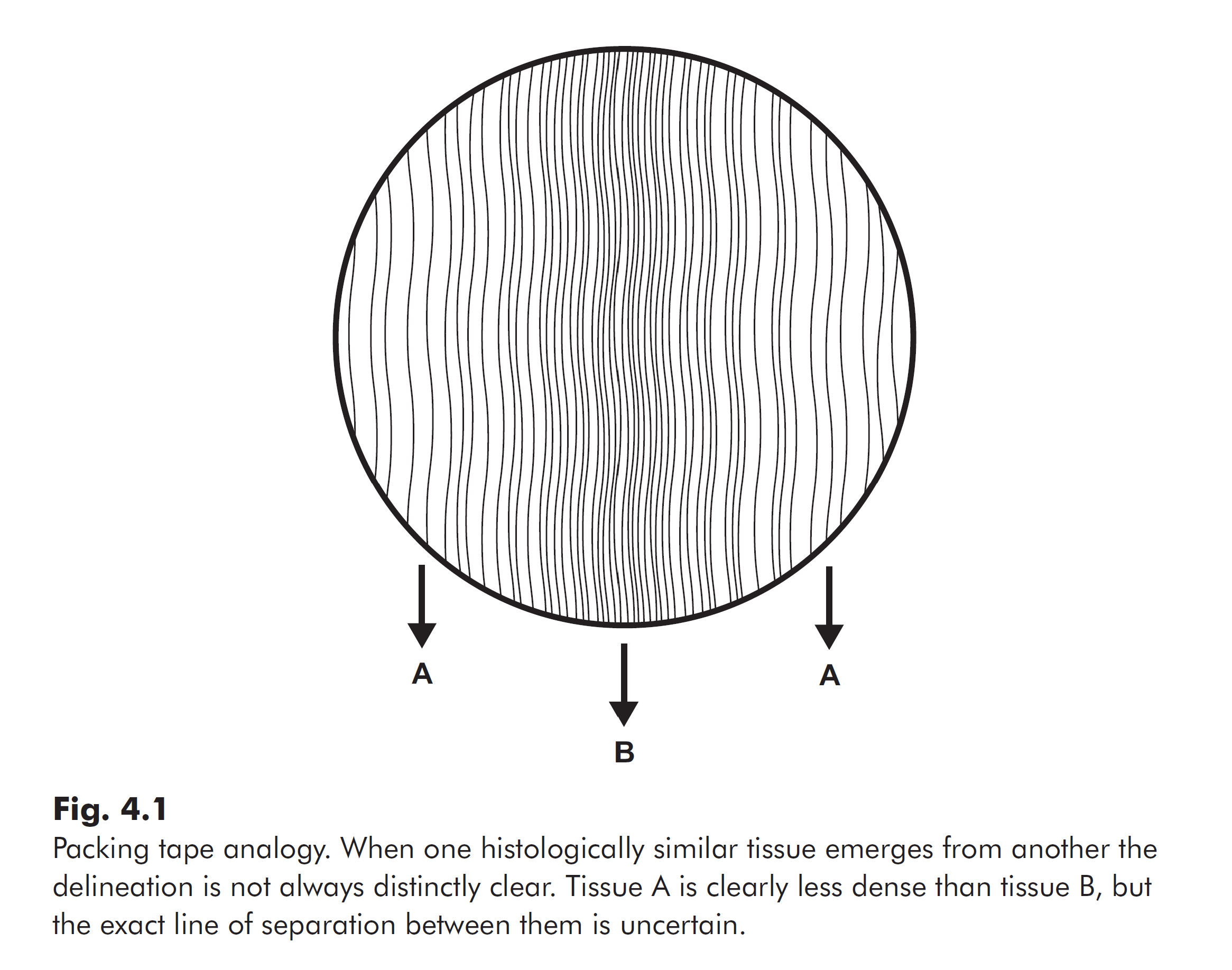 Figure 1.4 in Yoga Biomechanics: Stretching Redefined by Jules Mitchell depicting collage fiber arrangement of the joint capsule of the knee.